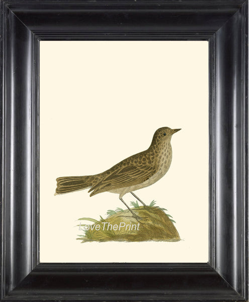 BIRD Print 8x10 Art B29 Beautiful Antique Bird on Ivory Illustration Plate Picture Wall Home Room Forest Nature to Frame Interior Design