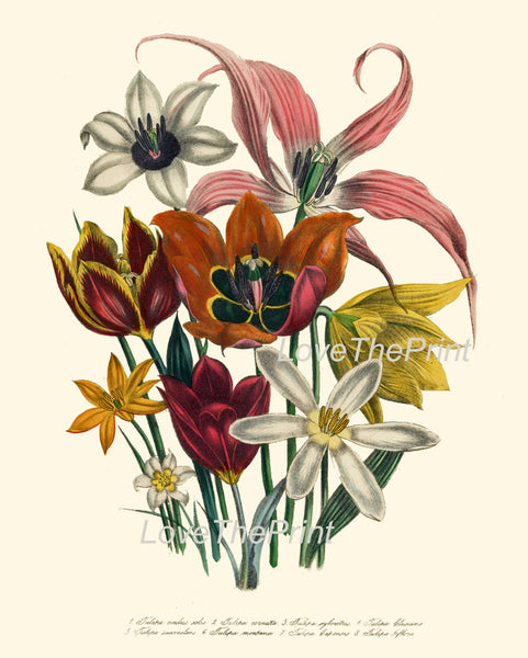 BOTANICAL PRINT Loudon Flower  Art 14 Beautiful Tulips Bouquet White Orange Red Yellow Antique Flowers Garden Nature Home Room Decor