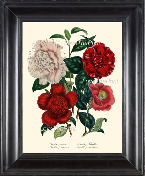 BOTANICAL PRINT Loudon Flower  Art 3 Beautiful Camellia Bouquet Red White Peach Coral Spring Nature Interior Design Picture to Frame