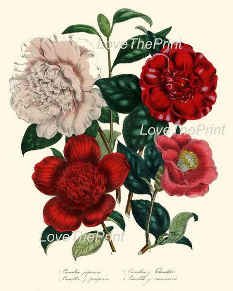 BOTANICAL PRINT Loudon Flower  Art 3 Beautiful Camellia Bouquet Red White Peach Coral Spring Nature Interior Design Picture to Frame