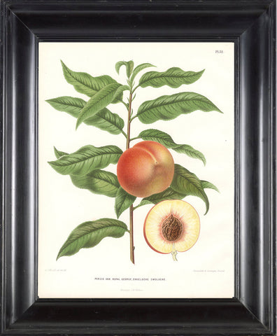 BOTANICAL FRUIT PRINT Wendel  Art 16 Beautiful Antique Peach Fruit Tree Dining Room Kitchen Home Wall Decor Illustration Plate to Frame