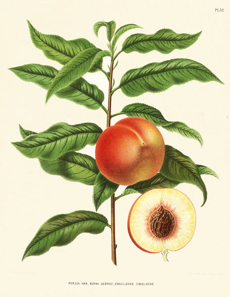 BOTANICAL FRUIT PRINT Wendel  Art 16 Beautiful Antique Peach Fruit Tree Dining Room Kitchen Home Wall Decor Illustration Plate to Frame