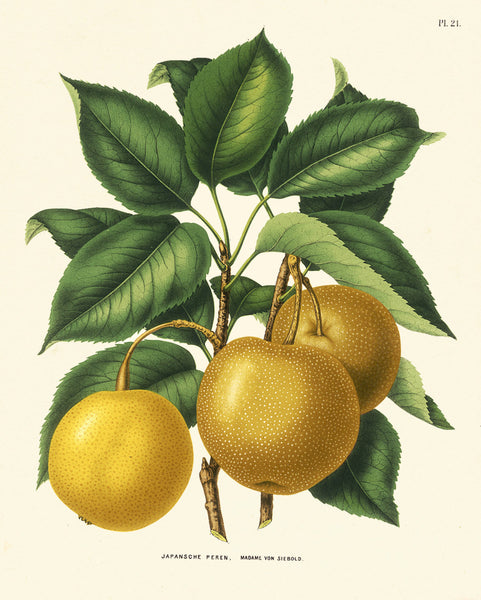 BOTANICAL FRUIT PRINT Wendel  Art 17 Beautiful Large Antique Apple Fruit Tree Dining Room Kitchen Home Wall Decor Illustration to Frame