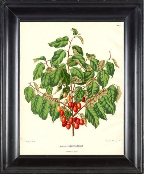 BOTANICAL PRINT Wendel 8x10 Art 19 Beautiful Silverberry Oleaster Red Berries Antique Illustration to Frame Home Decor Interior Design