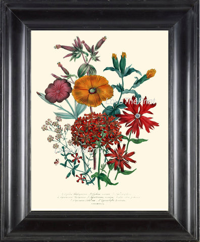 BOTANICAL PRINT Loudon Flower  Art 22 Beautiful Lychnis Orange Sherbet Spring Summer Garden Gift Home Room Decor Antique Illustration