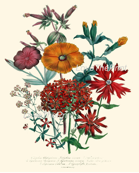 BOTANICAL PRINT Loudon Flower  Art 22 Beautiful Lychnis Orange Sherbet Spring Summer Garden Gift Home Room Decor Antique Illustration