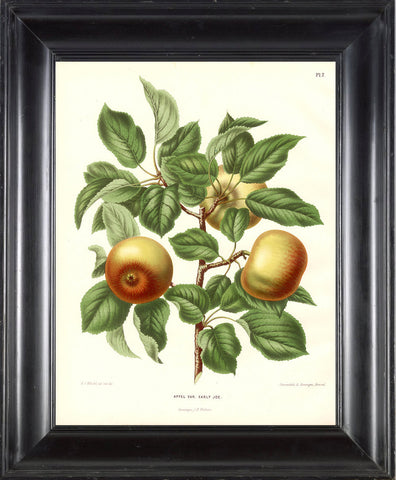 BOTANICAL FRUIT PRINT Wendel  Art 21 Beautiful Antique Apple Fruit Tree Dining Room Kitchen Home Room Garden Wall Decor Plate to Frame