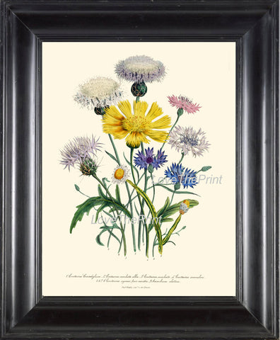 BOTANICAL PRINT Loudon Flower  Art 32 Beautiful Cornflower Blue Yellow Wildflower Country Farm Field Nature Flowers Home Decor to Frame