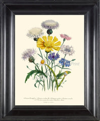 BOTANICAL PRINT Loudon Flower  Art 32 Beautiful Cornflower Blue Yellow Wildflower Country Farm Field Nature Flowers Home Decor to Frame