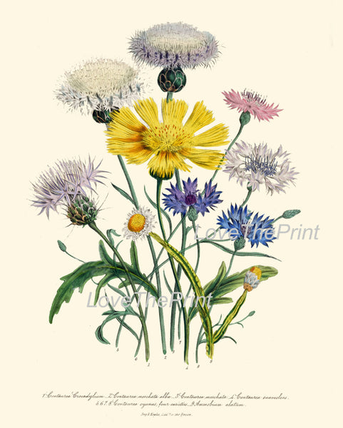 BOTANICAL PRINT Loudon Flower  Art 32 Beautiful Cornflower Blue Yellow Wildflower Country Farm Field Nature Flowers Home Decor to Frame