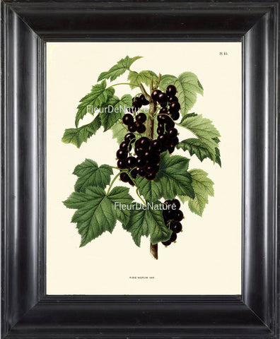 BOTANICAL FRUIT PRINT Wendel  Art 31 Beautiful Black Currant Plant Berries Antique Berry Illustration Plate Kitchen Dining Room Decor