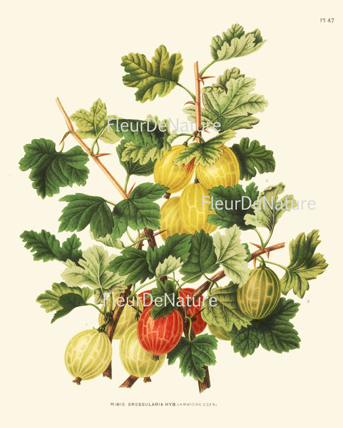 BOTANICAL FRUIT PRINT Wendel  Art 32 Beautiful Gooseberry Plant Berries Antique Berry Illustration Summer Country Garden Decor to Frame