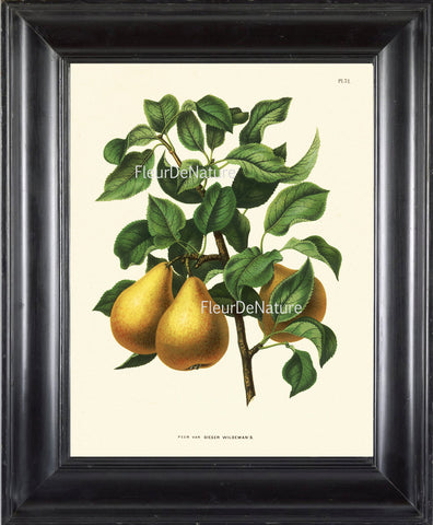 BOTANICAL FRUIT PRINT Wendel  Art 33 Beautiful Pear Plant Tree Branch Antique Illustration Summer Country Garden Kitchen Decor to Frame