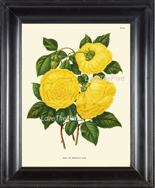 BOTANICAL PRINT Wendel 8x10 Art 51 Beautiful Large Yellow Roses Rose Plant Spring Summer Country Garden Shabby Chic Home Decor to Frame