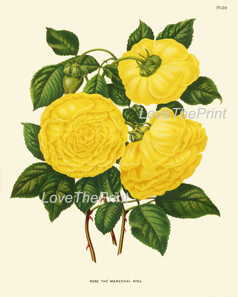 BOTANICAL PRINT Wendel 8x10 Art 51 Beautiful Large Yellow Roses Rose Plant Spring Summer Country Garden Shabby Chic Home Decor to Frame