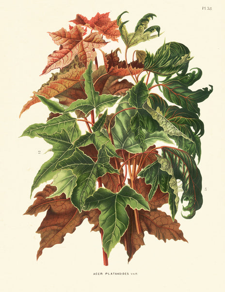BOTANICAL PRINT Wendel  Art 10 Beautiful Norway Maple Fall Tree Branch Leaves Forest Nature Antique Illustration to Frame Home Decor