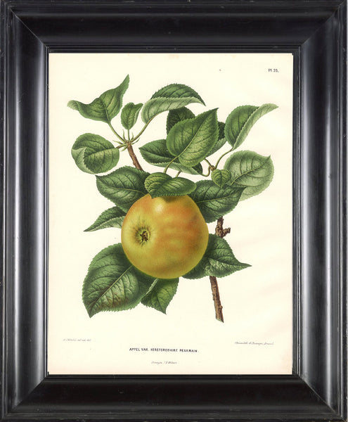 BOTANICAL FRUIT PRINT Wendel  Art 14 Beautiful Antique Apple Fruit Tree Dining Room Kitchen Home Wall Decor Illustration Plate to Frame