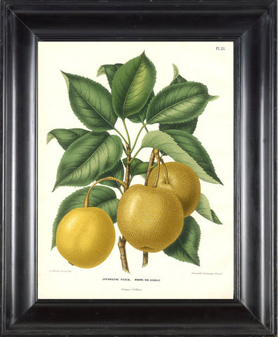 BOTANICAL FRUIT PRINT Wendel  Art 17 Beautiful Large Antique Apple Fruit Tree Dining Room Kitchen Home Wall Decor Illustration to Frame