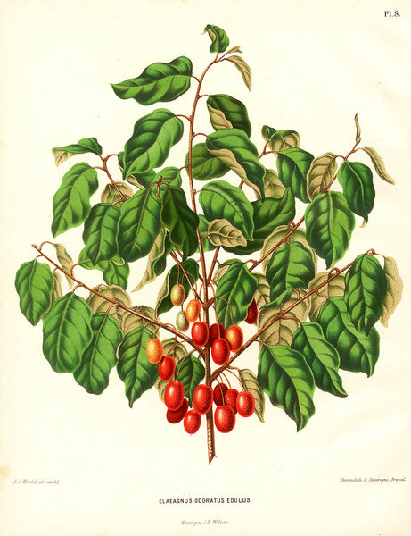 BOTANICAL PRINT Wendel 8x10 Art 19 Beautiful Silverberry Oleaster Red Berries Antique Illustration to Frame Home Decor Interior Design
