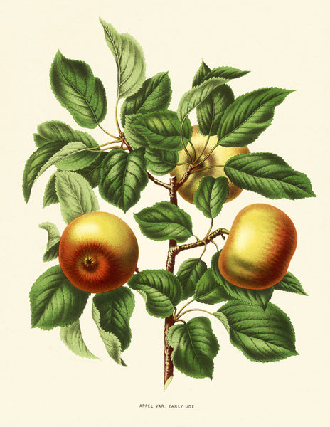 BOTANICAL FRUIT PRINT Wendel  Art 21 Beautiful Antique Apple Fruit Tree Dining Room Kitchen Home Room Garden Wall Decor Plate to Frame