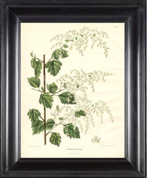 BOTANICAL PRINT Wendel  Art 24 Beautiful White Meadowsweet Mead Wort Meadow Lovely Antique Small White Flowers Wildflower Illustration