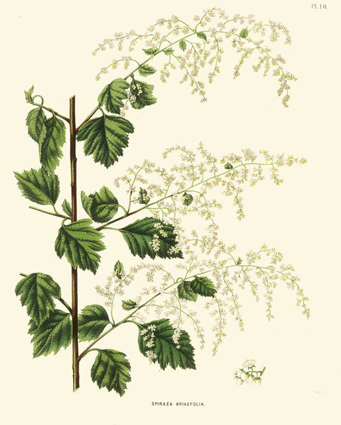 BOTANICAL PRINT Wendel  Art 24 Beautiful White Meadowsweet Mead Wort Meadow Lovely Antique Small White Flowers Wildflower Illustration