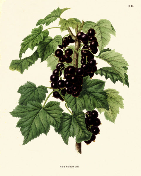 BOTANICAL FRUIT PRINT Wendel  Art 31 Beautiful Black Currant Plant Berries Antique Berry Illustration Plate Kitchen Dining Room Decor