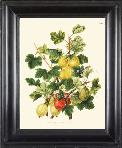 BOTANICAL FRUIT PRINT Wendel  Art 32 Beautiful Gooseberry Plant Berries Antique Berry Illustration Summer Country Garden Decor to Frame