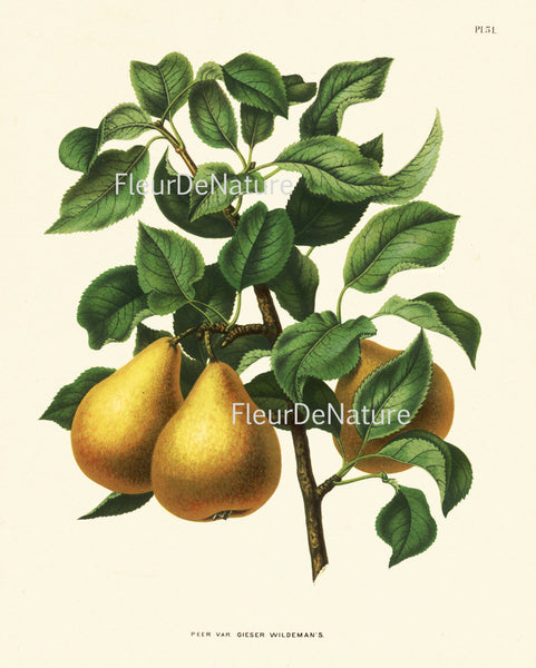 BOTANICAL FRUIT PRINT Wendel  Art 33 Beautiful Pear Plant Tree Branch Antique Illustration Summer Country Garden Kitchen Decor to Frame