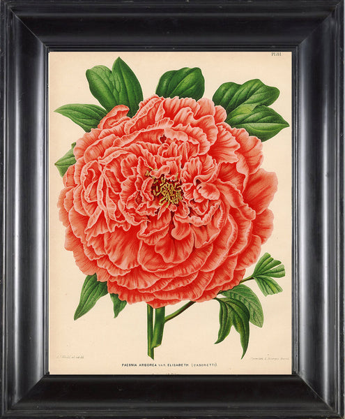 BOTANICAL PRINT Wendel  Art 52 Beautiful Large Peony Spring Summer Garden Nature Antique Plate Red Colorful Bright Wall Decor to Frame