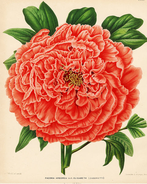 BOTANICAL PRINT Wendel  Art 52 Beautiful Large Peony Spring Summer Garden Nature Antique Plate Red Colorful Bright Wall Decor to Frame