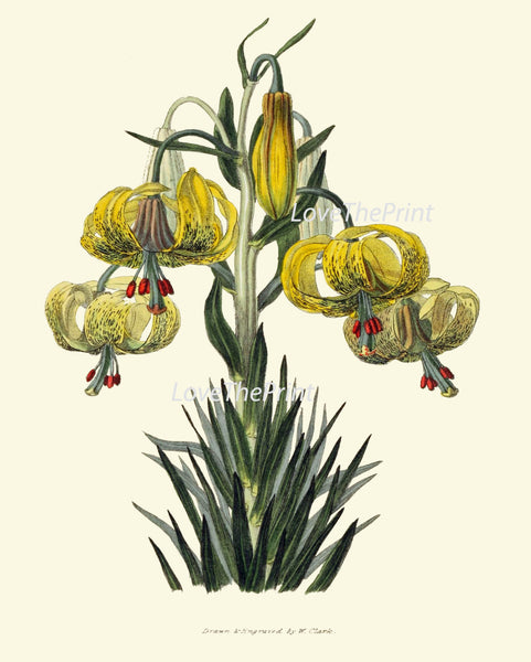 BOTANICAL PRINT Clarke  Art Print 32 Beautiful Yellow Lily Tiger Lillium Antique Illustration Flower Plate Spring Summer Garden Decor