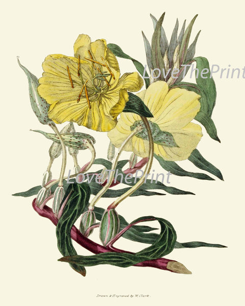 BOTANICAL PRINT Clarke  Art Print 30 Beautiful Yellow Glade Lily Missouri Primrose Antique Botany Vintage Illustration Garden Nature