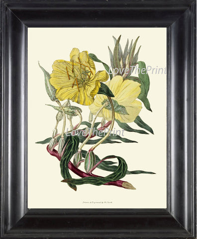 BOTANICAL PRINT Clarke  Art Print 30 Beautiful Yellow Glade Lily Missouri Primrose Antique Botany Vintage Illustration Garden Nature