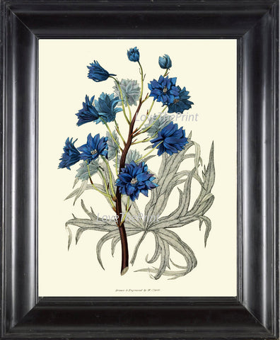 BOTANICAL PRINT Clarke  Art Print 37 Beautiful Blue Delphinium Garden Flower Antique Picture Plate Drawing Wall Room Decoration to Frame