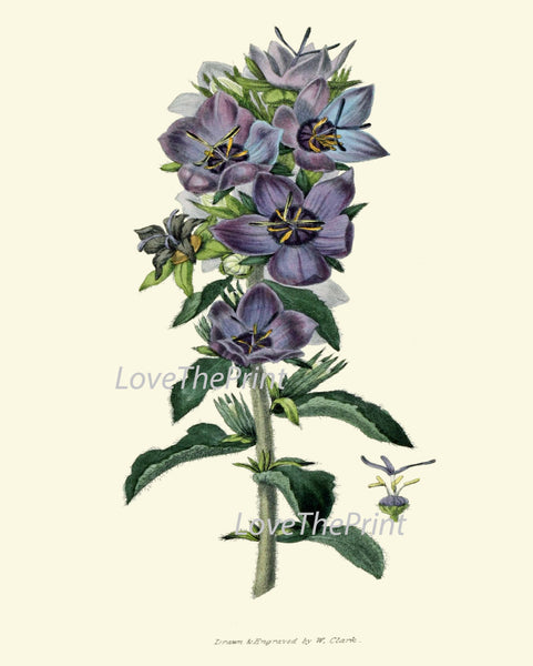 BOTANICAL PRINT Clarke  Art Print 42 Beautiful Blue Violet Campanula Wildflower Country Garden Green Plant Home Room Wall Decoration
