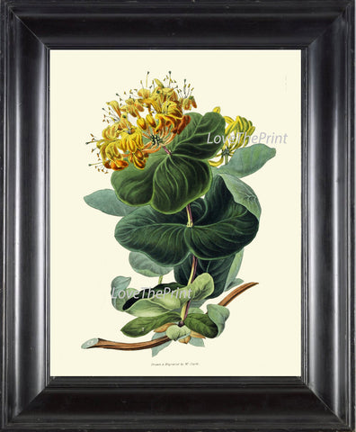 BOTANICAL Flower PRINT Clarke  Art Print 47 Beautiful Yellow Honeysuckle Wildflower Spring Summer Garden Plant