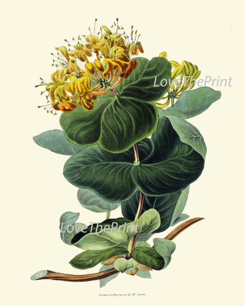 BOTANICAL Flower PRINT Clarke  Art Print 47 Beautiful Yellow Honeysuckle Wildflower Spring Summer Garden Plant