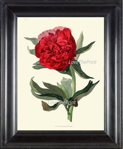 BOTANICAL Flower PRINT Clarke  Art Print 11 Beautiful Red Peony Living Dining Room Bedroom Wall Home Decoration Interior Design