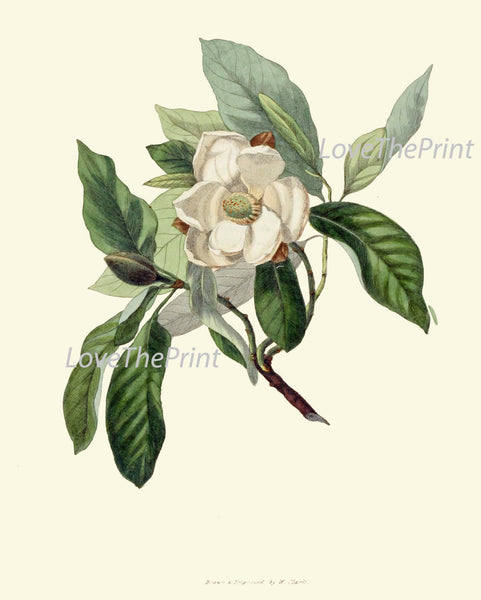BOTANICAL Flower PRINT Clarke  Art Print 9 Beautiful Sweet Bay White Bay Leaf Tree Laurel Herb Spice Cooking Kitchen Dining Room Decor