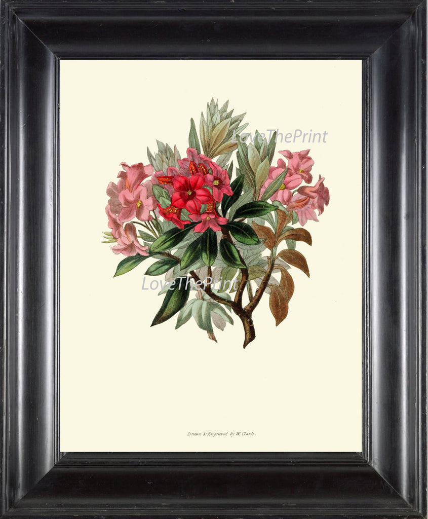 BOTANICAL Flower PRINT Clarke  Art Print 46 Beautiful Rhododendron Pink Red Wildflower Nature Plant Antique Illustration Decor to Frame