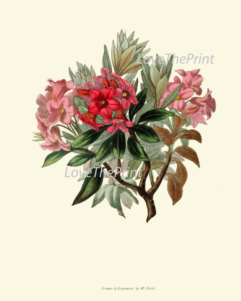 BOTANICAL Flower PRINT Clarke  Art Print 46 Beautiful Rhododendron Pink Red Wildflower Nature Plant Antique Illustration Decor to Frame