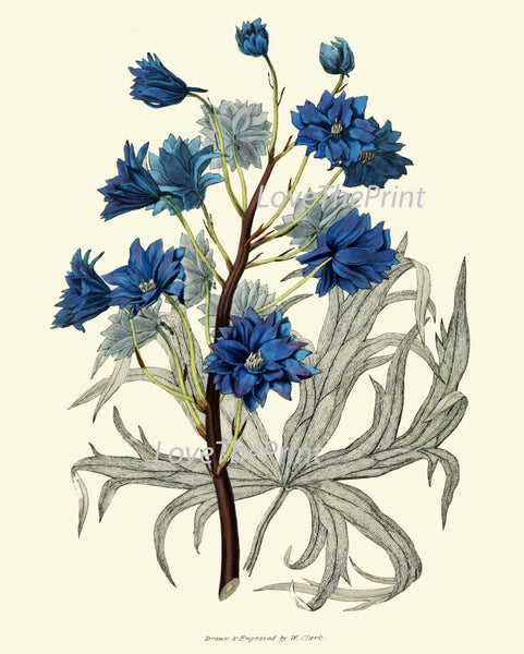 BOTANICAL PRINT Clarke  Art Print 37 Beautiful Blue Delphinium Garden Flower Antique Picture Plate Drawing Wall Room Decoration to Frame