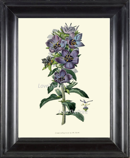 BOTANICAL PRINT Clarke  Art Print 42 Beautiful Blue Violet Campanula Wildflower Country Garden Green Plant Home Room Wall Decoration