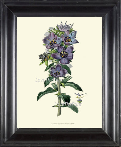 BOTANICAL PRINT Clarke  Art Print 42 Beautiful Blue Violet Campanula Wildflower Country Garden Green Plant Home Room Wall Decoration