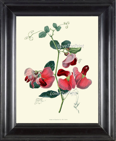 BOTANICAL PRINT Clarke  Art Print 43 Beautiful Pink Everlasting Pea Spring Summer Garden Plant Flower Antique Interior Design Home Decor