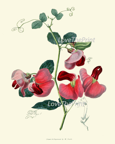 BOTANICAL PRINT Clarke  Art Print 43 Beautiful Pink Everlasting Pea Spring Summer Garden Plant Flower Antique Interior Design Home Decor