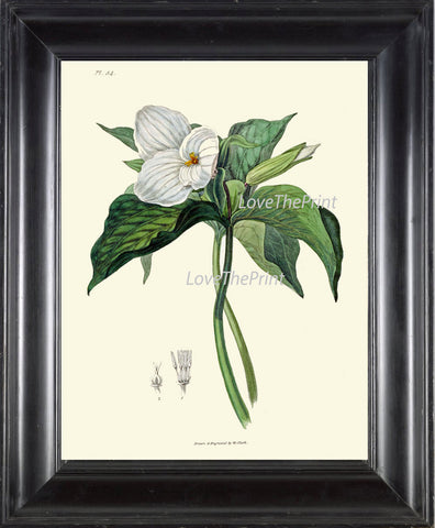BOTANICAL PRINT Clarke  Art Print 48 Beautiful White Trillium Flower Wildflower Antique Chart Illustration Green Nature Home Wall Decor
