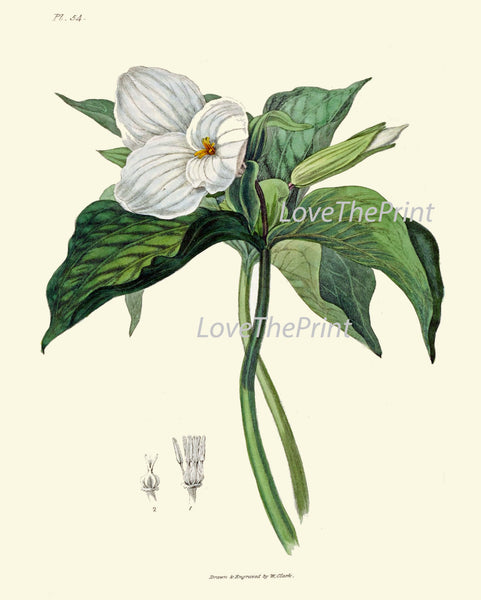 BOTANICAL PRINT Clarke  Art Print 48 Beautiful White Trillium Flower Wildflower Antique Chart Illustration Green Nature Home Wall Decor
