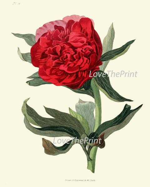 BOTANICAL Flower PRINT Clarke  Art Print 11 Beautiful Red Peony Living Dining Room Bedroom Wall Home Decoration Interior Design